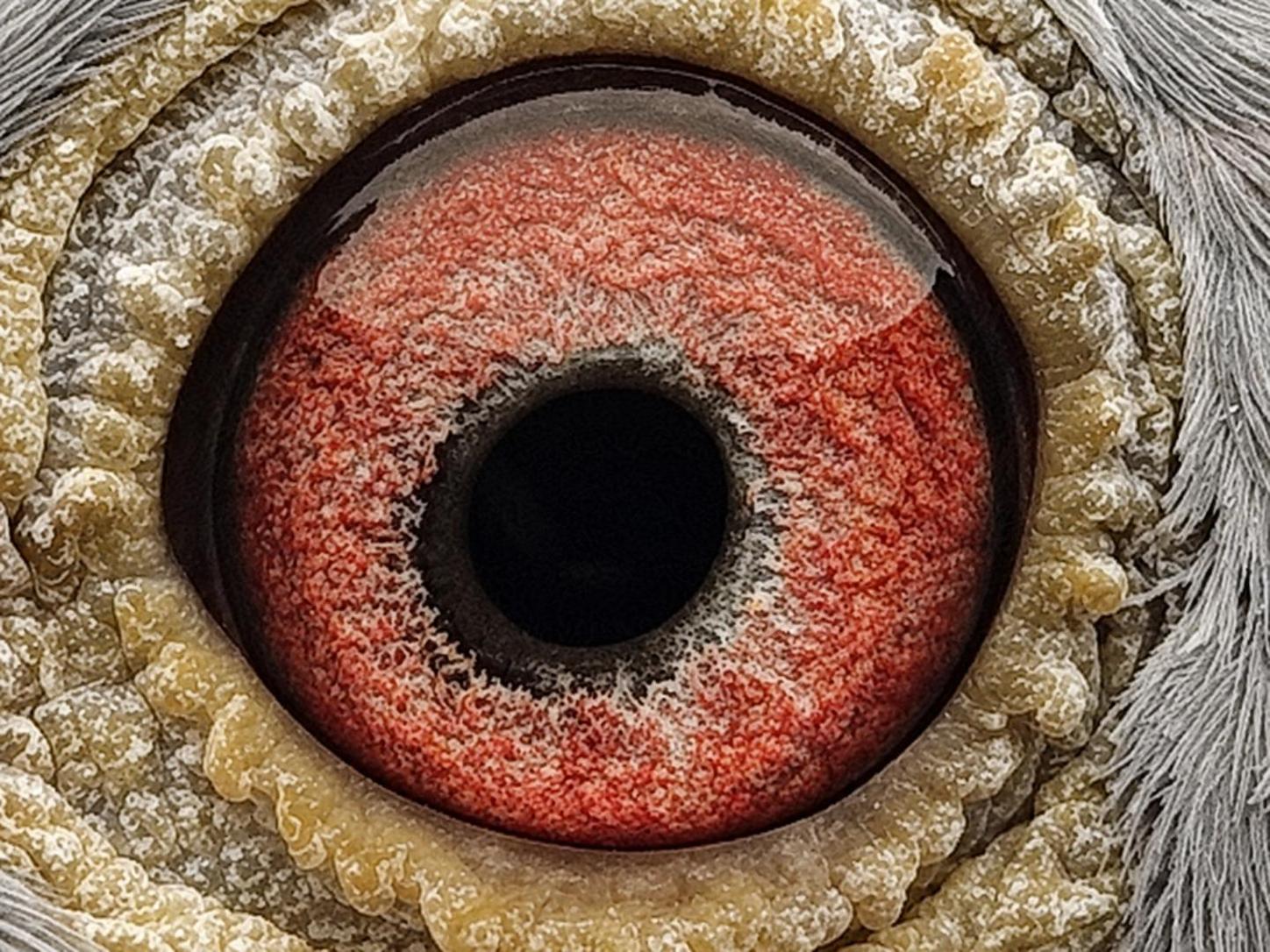 Pigeon eye